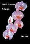 Kukkiva kaunotar - Phalaenopsis